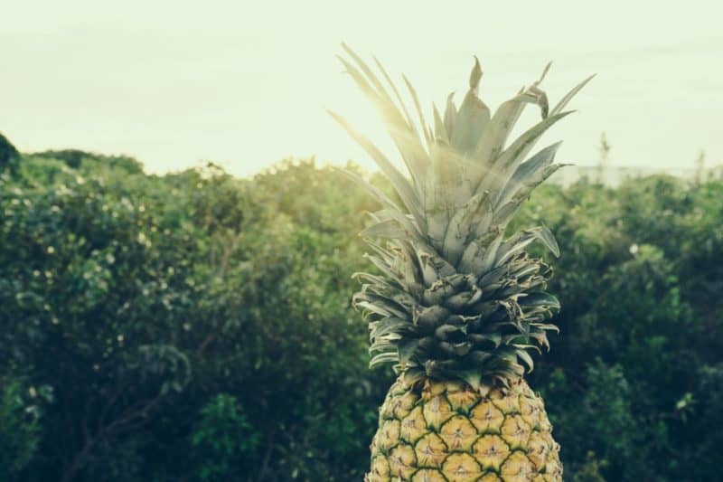 Pineapple Wallpapers