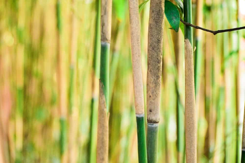 Close up of a bamboo forest