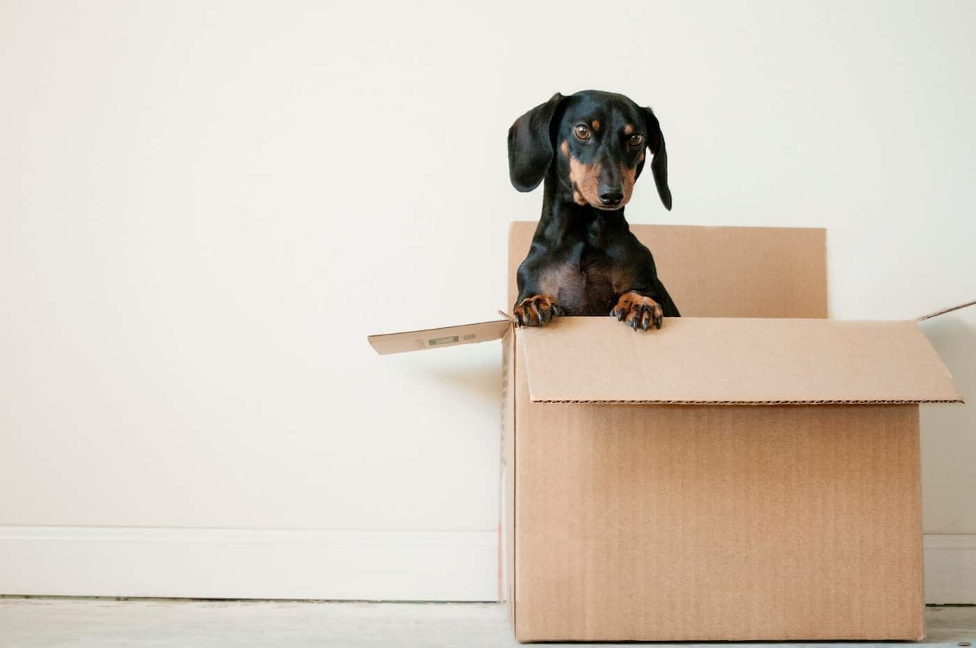 Dog inside a cardboard box