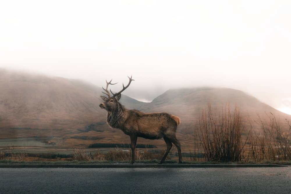 Dramatic Elk