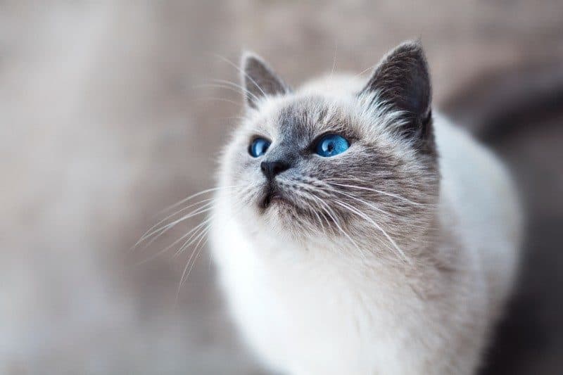 Cat Wallpapers