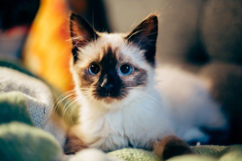 Cat Wallpapers