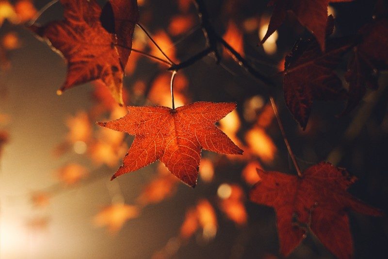Fall Wallpapers