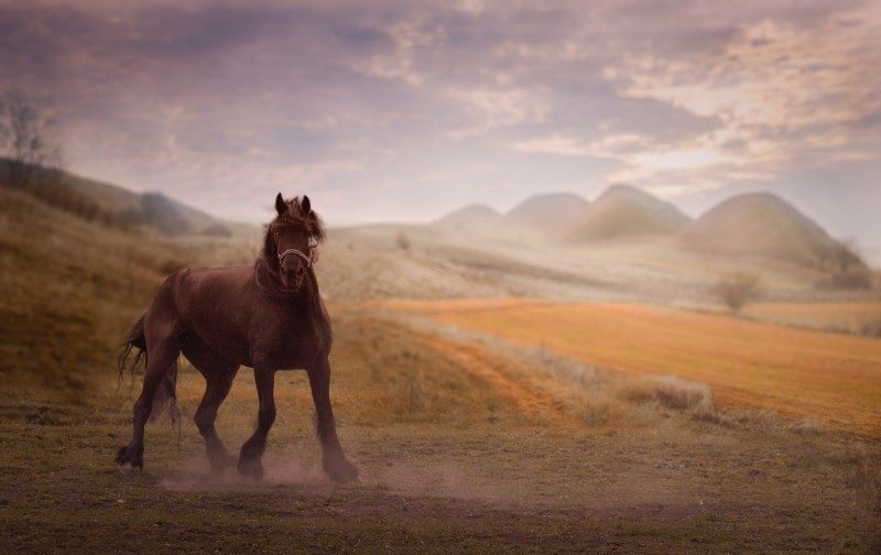 Horse Wallpapers