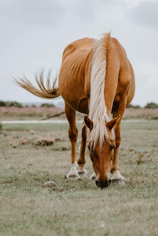 22 Of The Best Horse Wallpapers For Those With Free Spirits Inspirationfeed