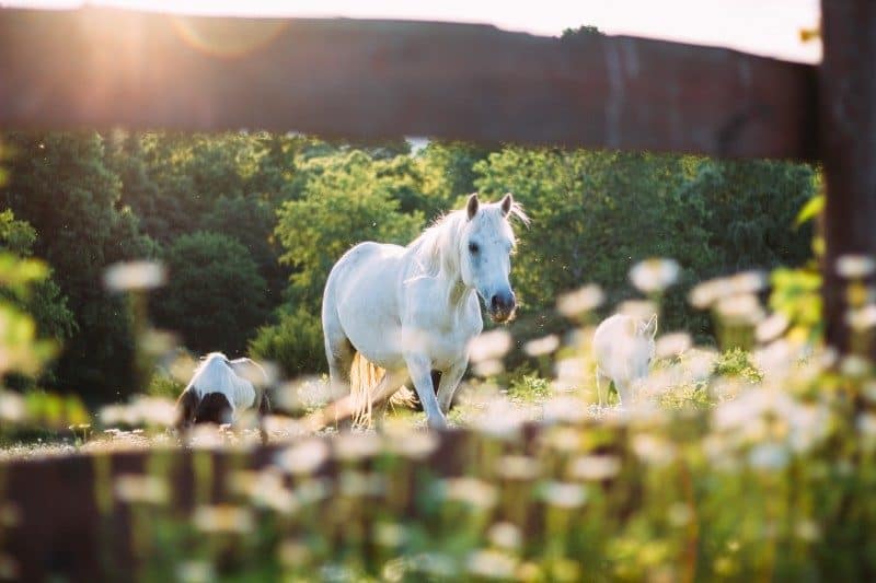 Horse Wallpapers