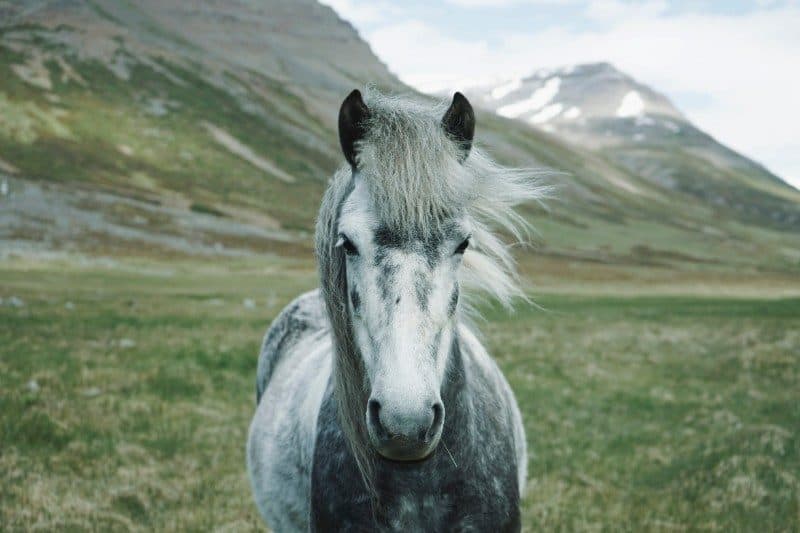 Horse Wallpapers