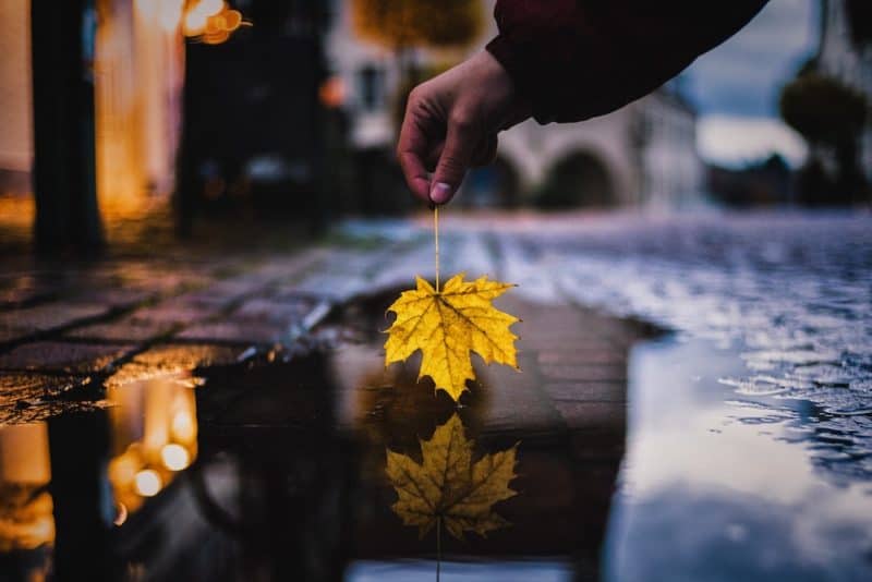 person holding yellow maple leaf over water on street