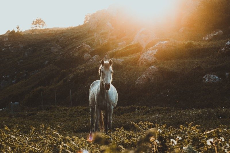 Horse Wallpapers