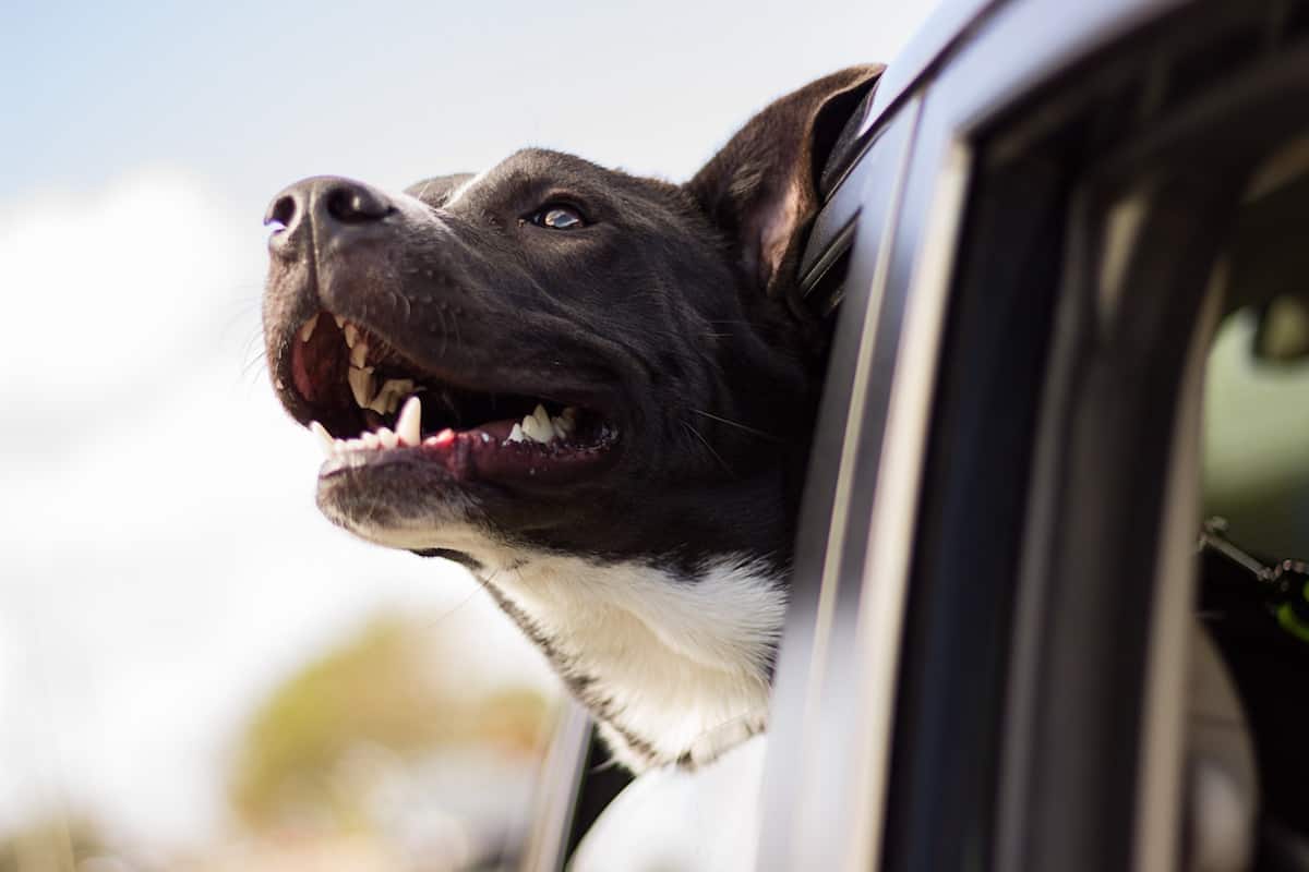 Happy Dog Looking Out of the Window Inside a Car