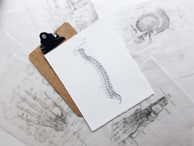 Spine sketch
