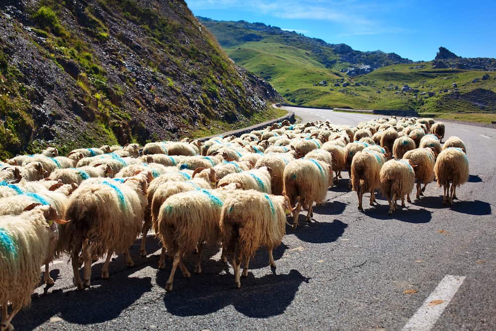 Sheeps walking on road.