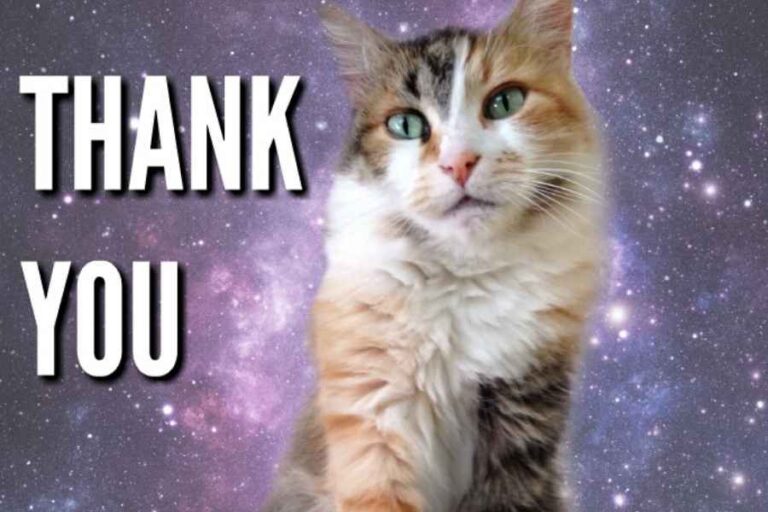 45 Hysterical Thank You Memes To Express Your Appreciation