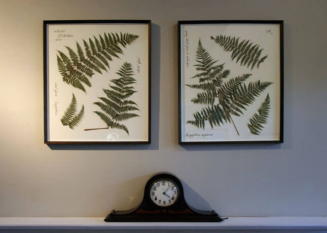 Pressed Ferns from ECAB
