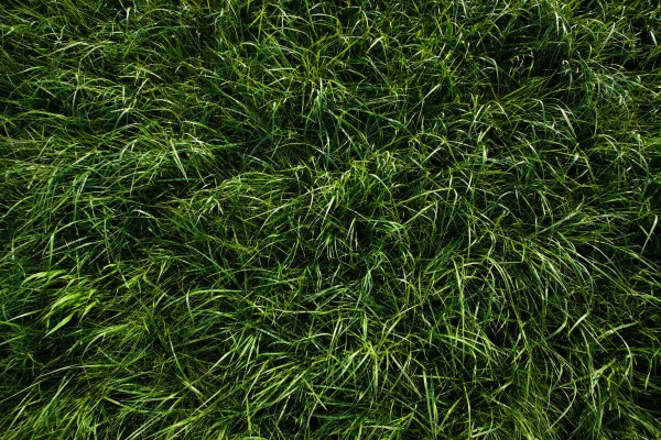 Abstract high-contrast hard image of blades of grass lying in the flowing  water of a river, background or texture Stock Photo - Alamy