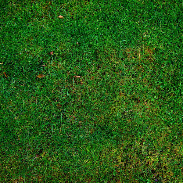 Free Grass Textures (1)