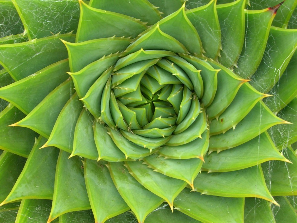 Nature fibonacci