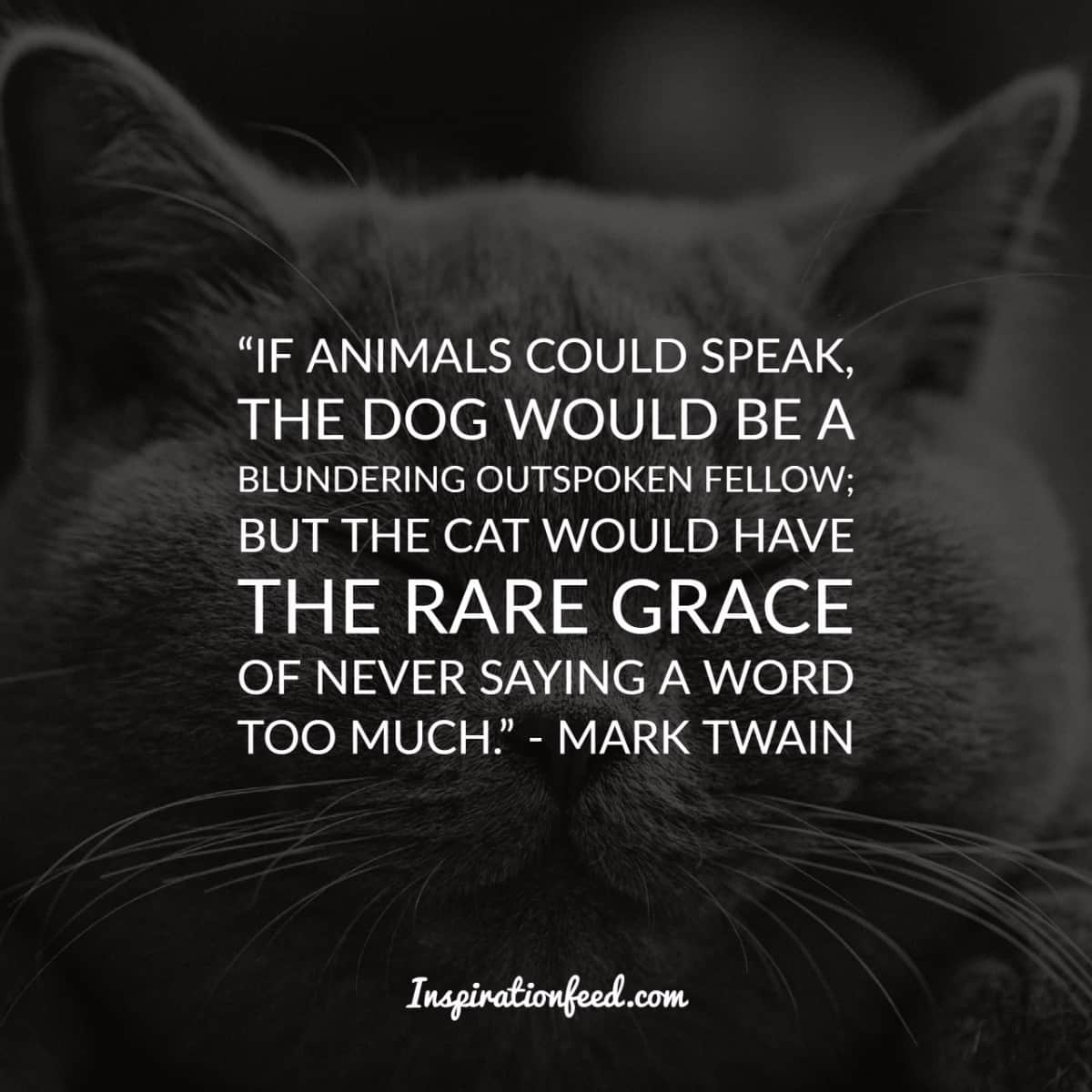 40 Precious Quotes About Cats That Will Brighten Your Day - Inspirationfeed