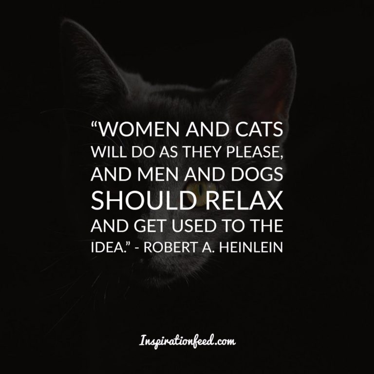 40 Precious Quotes About Cats That Will Brighten Your Day | Inspirationfeed