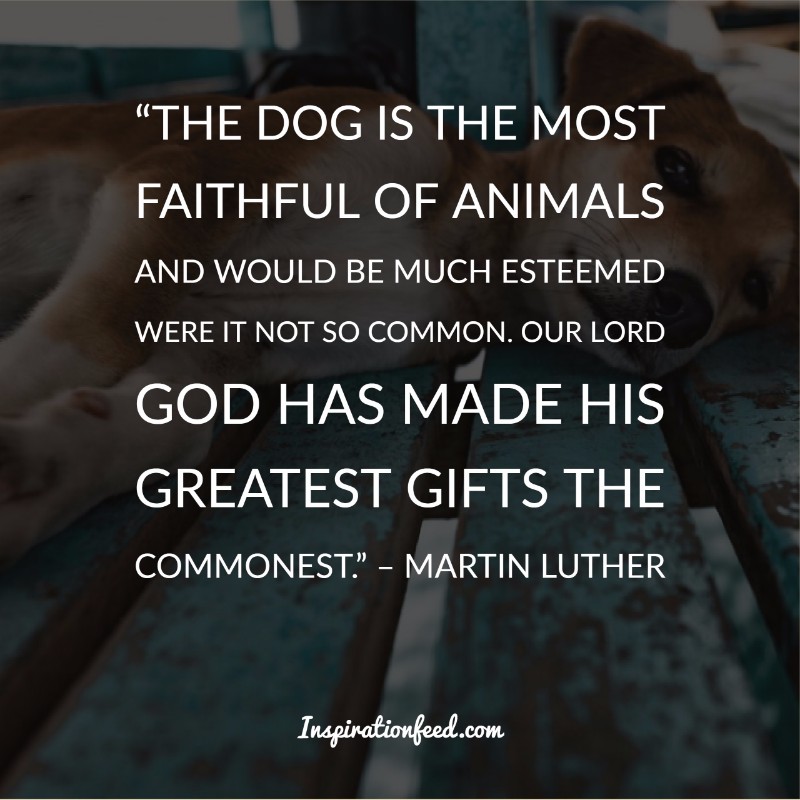40 Dog Quotes To Honor Their Love And Loyalty Inspirationfeed