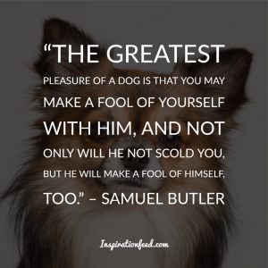 40 of The Best Dog Quotes of All Time - Inspirationfeed