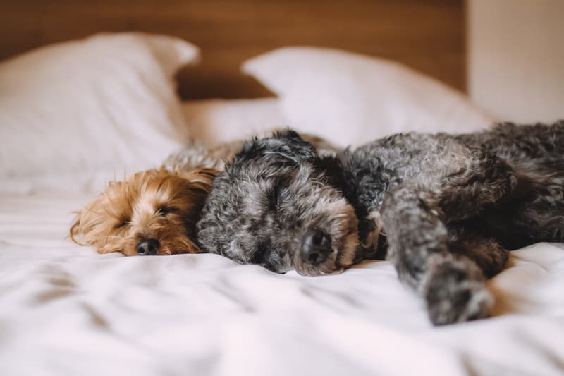 Two dogs sleeping on a comfortable bed