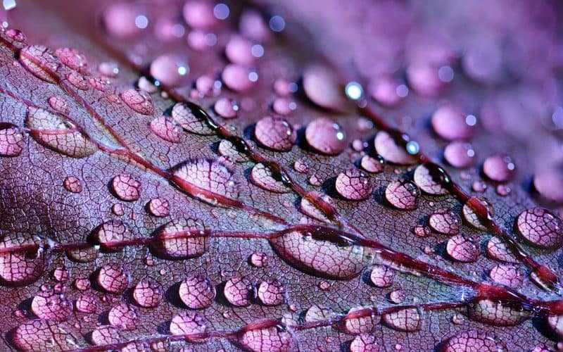 Stunning Photo of macro rain drops on a leaf