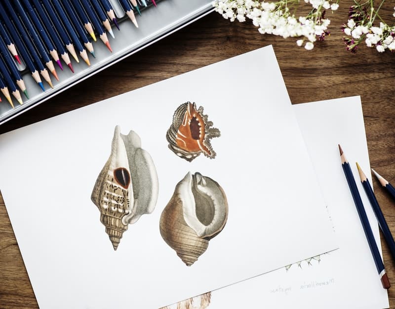 beautiful shell drawings on a white piece of paper