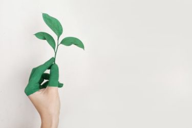 hand holding green leaf plant