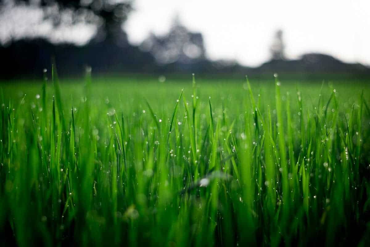 Green grass with morning dew on it