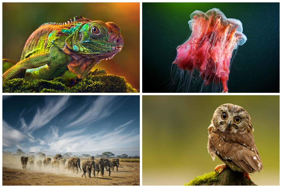 Animal Photography Inspiration