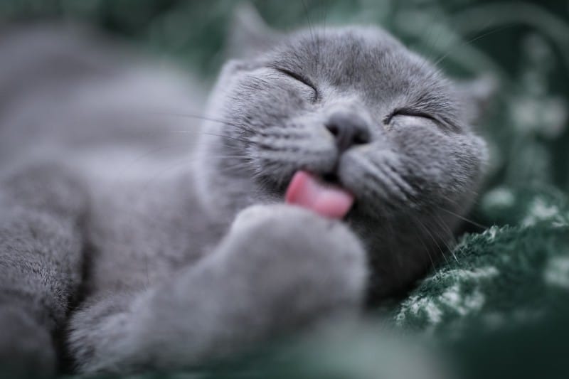 30 Cute Kitten and Cat Wallpapers To Brighten Your Day | Inspirationfeed