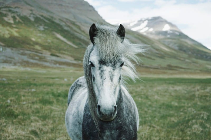 Geometric Horse iPhone Wallpaper