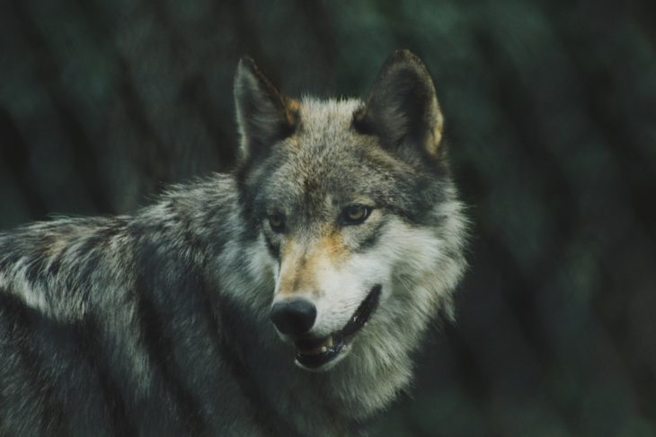 60 Strong Wolf Quotes and Sayings To Awaken Your Inner Animal ...