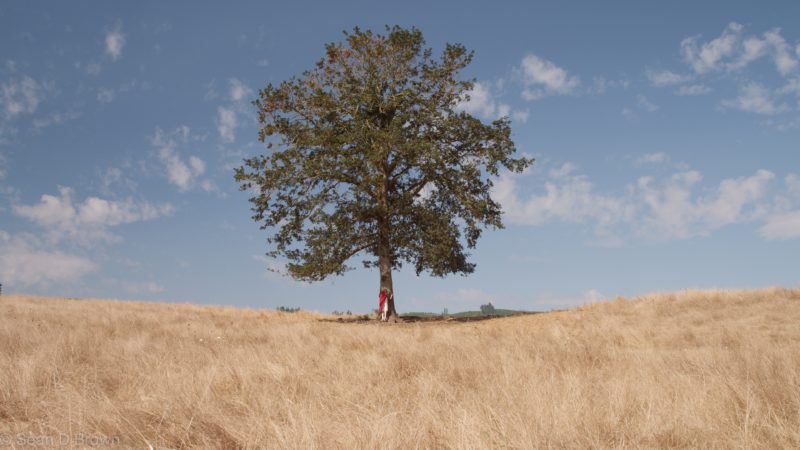 tree-negative-space