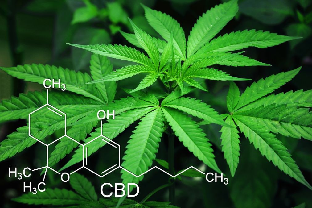 10 Companies Doing Amazing Things in Medical Cannabis and CBD