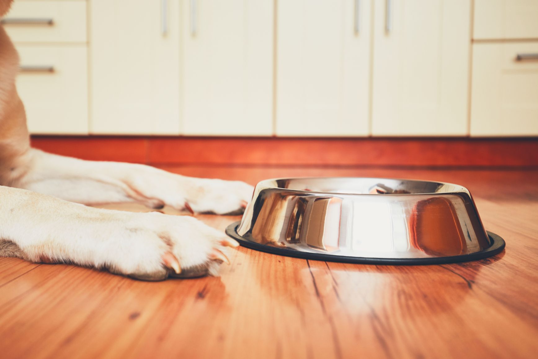 8 Vet-Approved Tips To Trick Your Pets into Taking Their Medicine