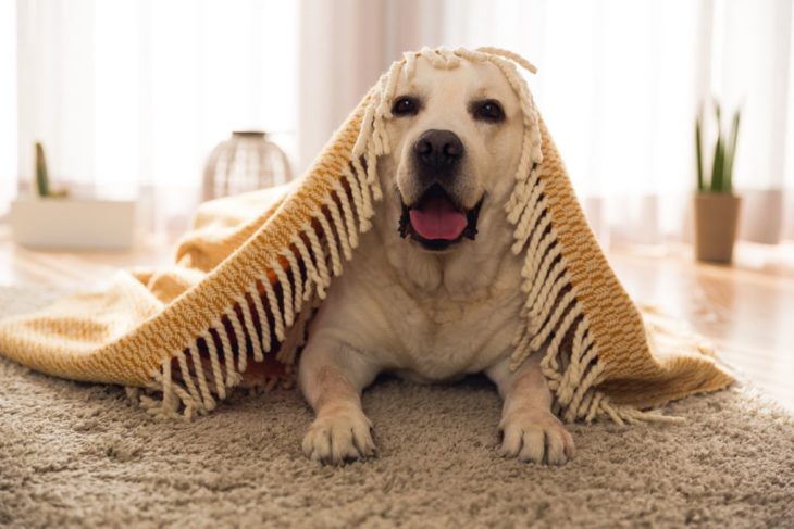 Best Carpet Cleaner for Pets Stains