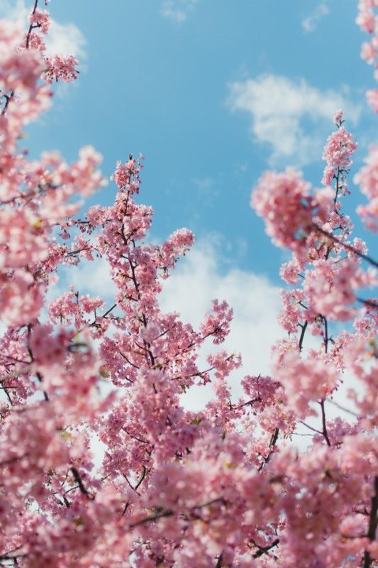 60 Stunning 4k Iphone Wallpapers And Images Inspirationfeed Branch, 4k, hd wallpaper, blossom, spring. 60 stunning 4k iphone wallpapers and