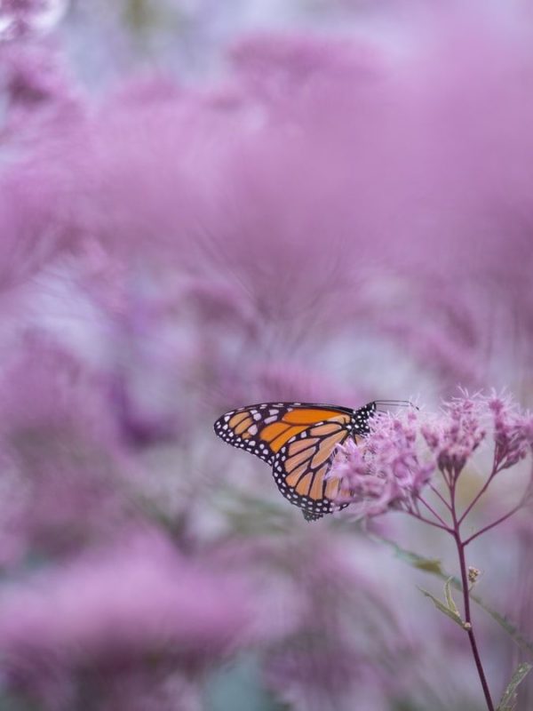 Butterfly Wallpapers