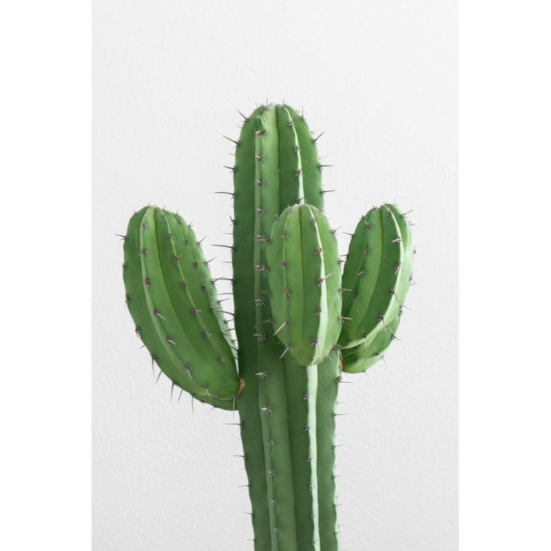 Cactus Wallpapers