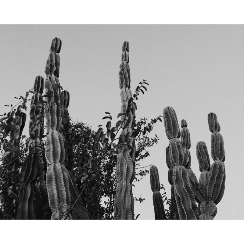 Cactus Wallpapers