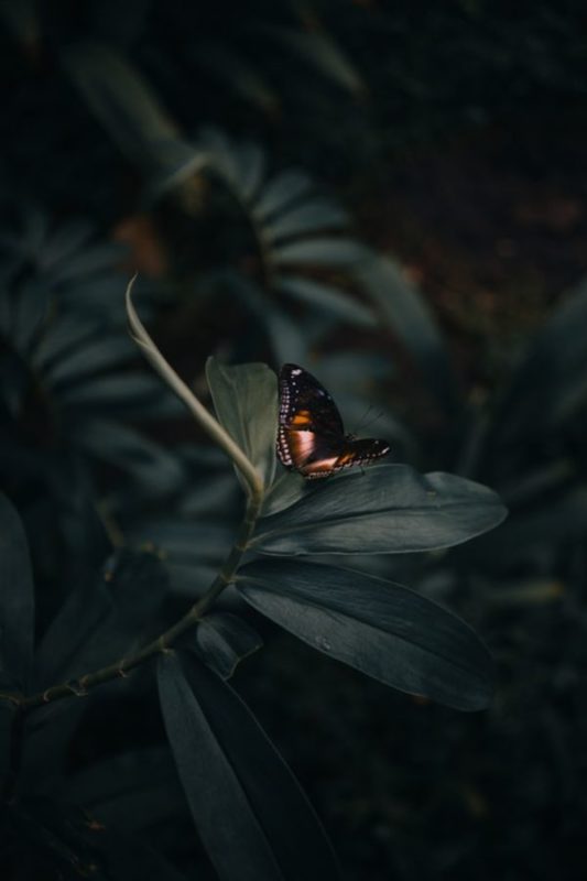 Butterfly Wallpapers