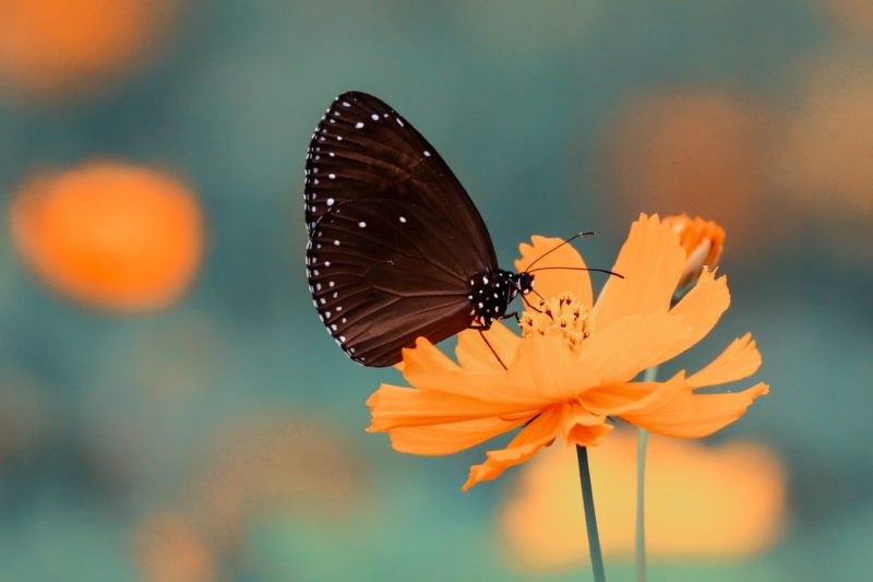 Butterfly Wallpapers