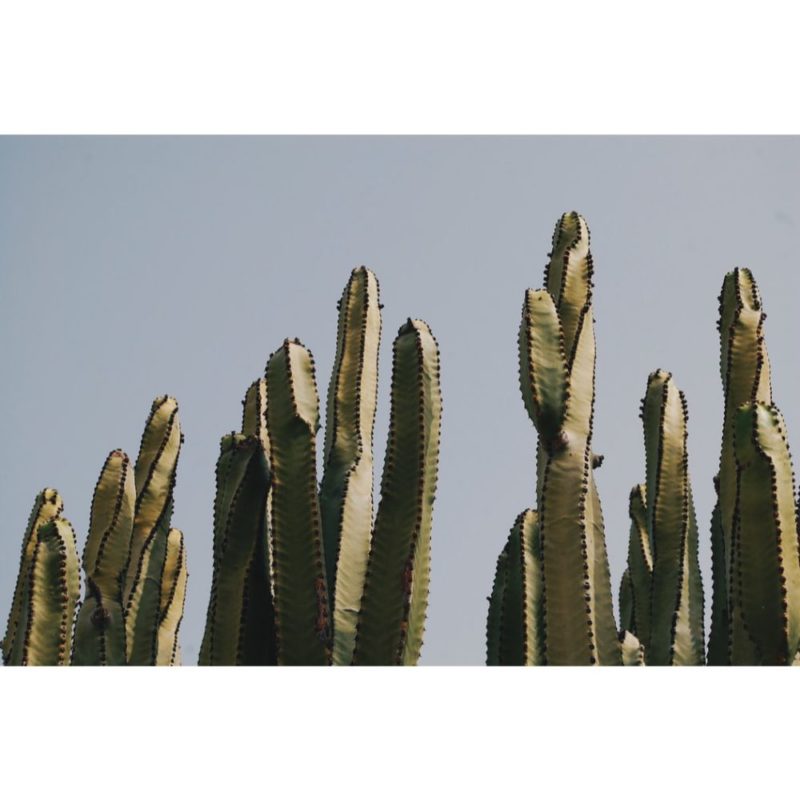 Cactus Wallpapers