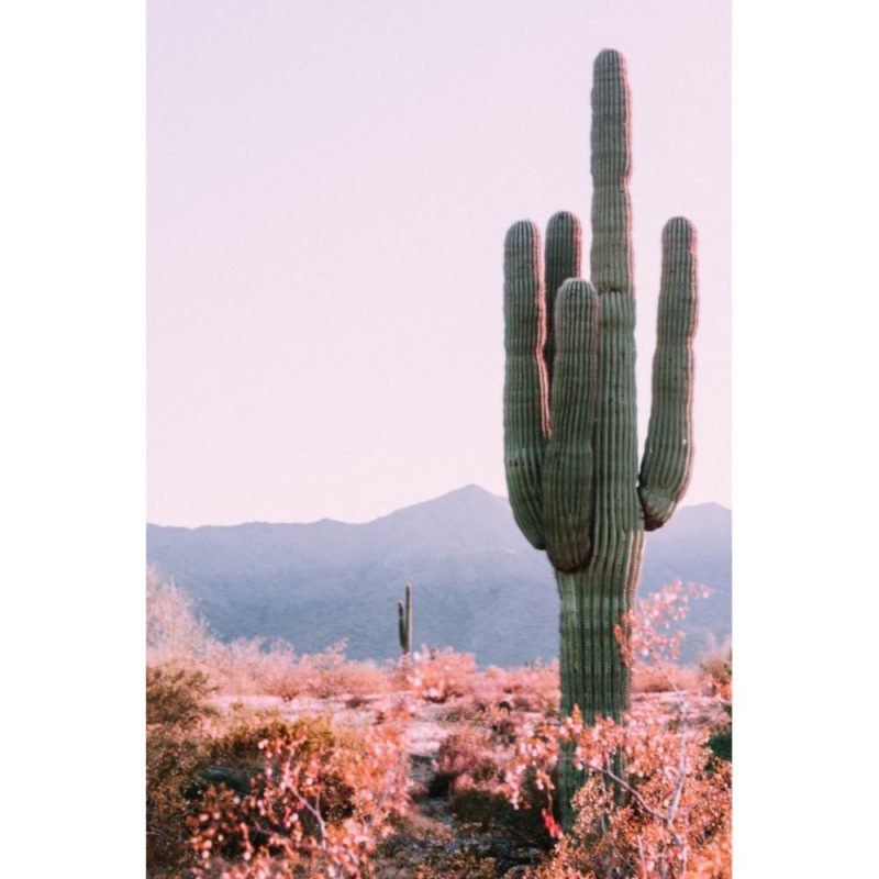 Cactus Wallpapers