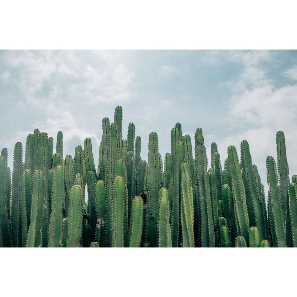 40 Gorgeous Cactus Wallpapers to Use as Your Background - Inspirationfeed