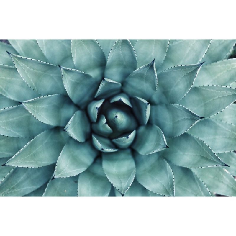 40 Gorgeous Cactus Wallpapers To Use As Your Background Inspirationfeed