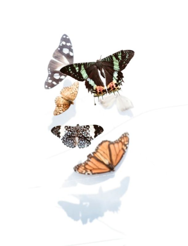 Butterfly Wallpapers