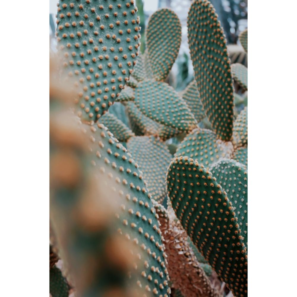 40 Gorgeous Cactus Wallpapers to Use as Your Background - Inspirationfeed